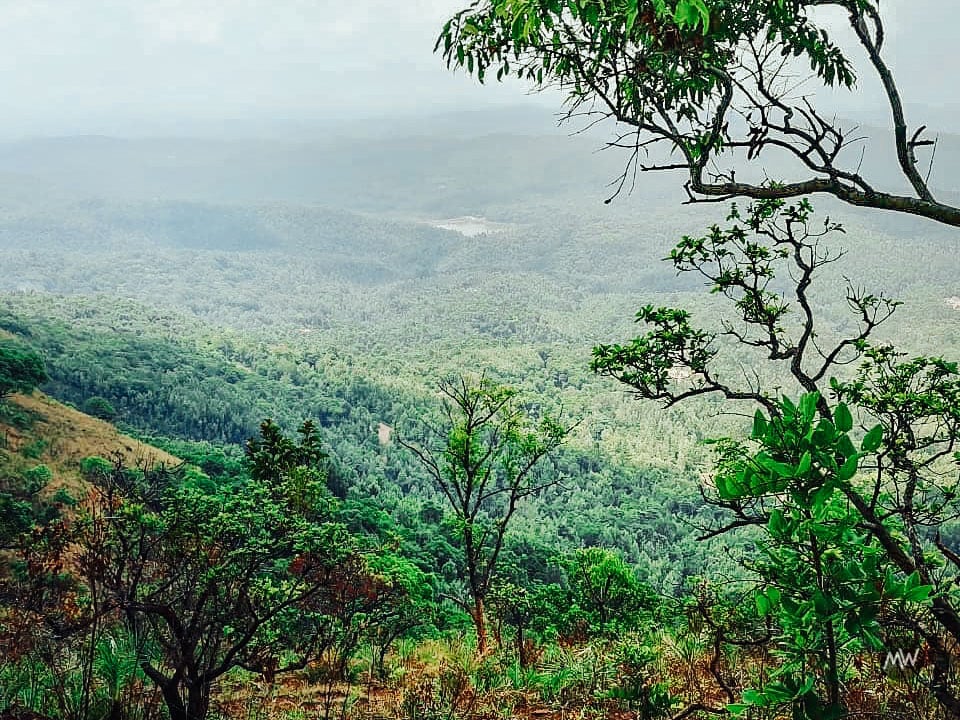 Top 11 Places To Visit In Chikmagalur (Travel Guide) 7 Nature retreat at Baba Budangiri — places to visit in Chikmagalur