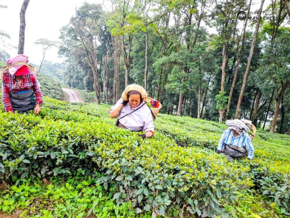 Ladies plucking tea — Best Places to Visit in Darjeeling