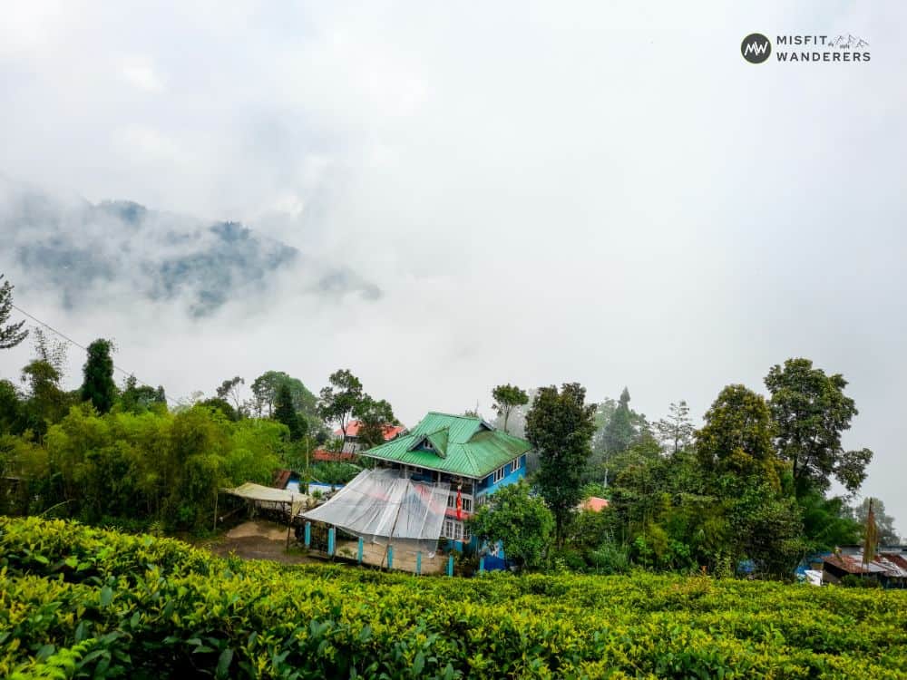 Tea Garden Tour — Best Places to Visit in Darjeeling