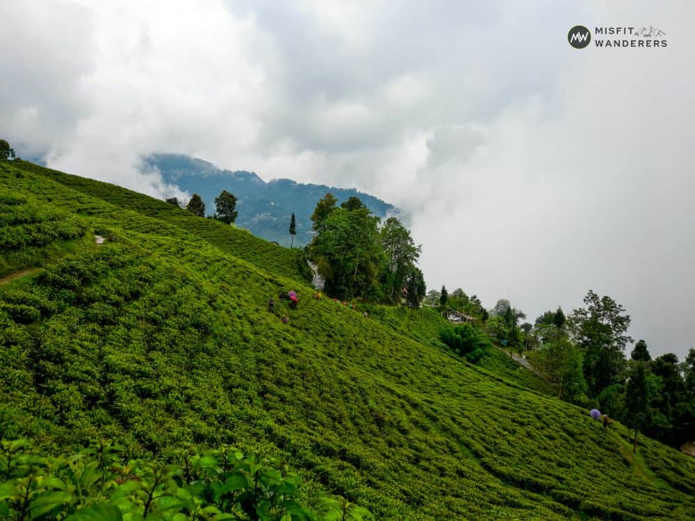 Ging Tea Estate — Best Places to Visit in Darjeeling