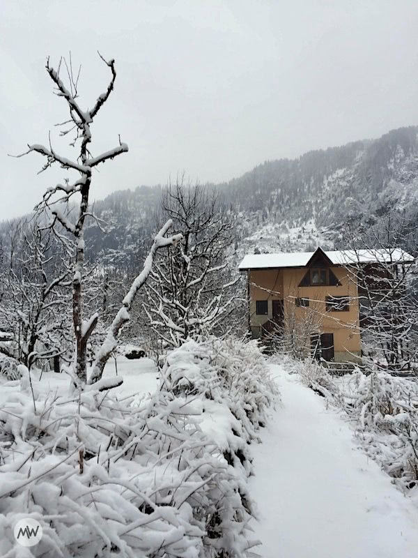 manali news snowfall