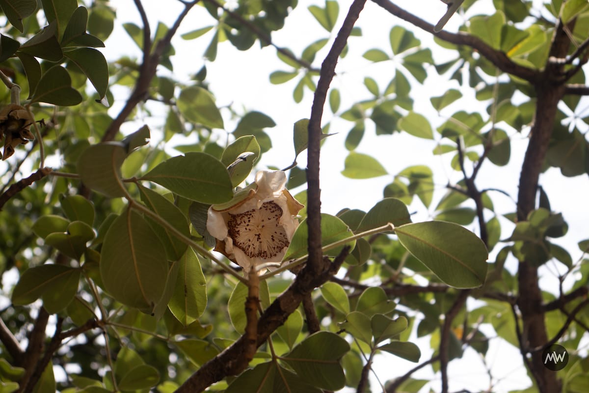 The Legendary Stories of Wish Bearing Tree Parijaat 6 The Legendary Stories of Wish Bearing Tree Parijaat 2