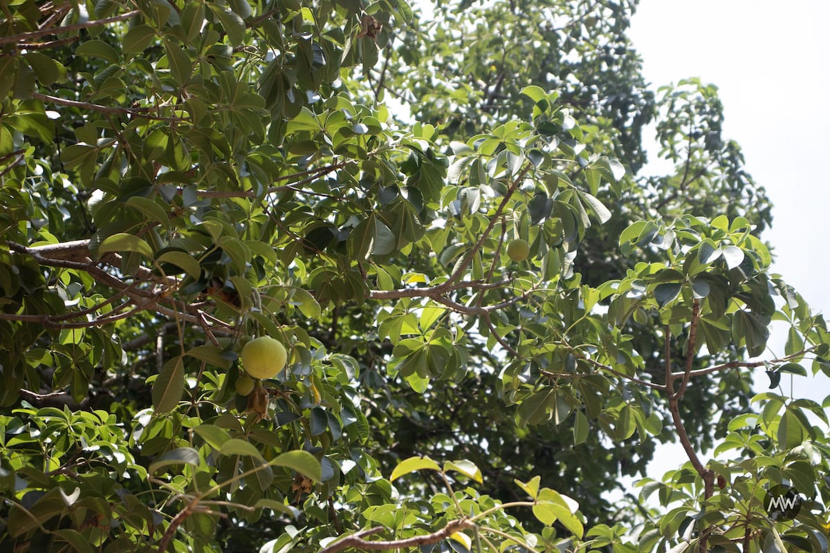 The Legendary Stories of Wish Bearing Tree Parijaat 7 The Legendary Stories of Wish Bearing Tree Parijaat 3