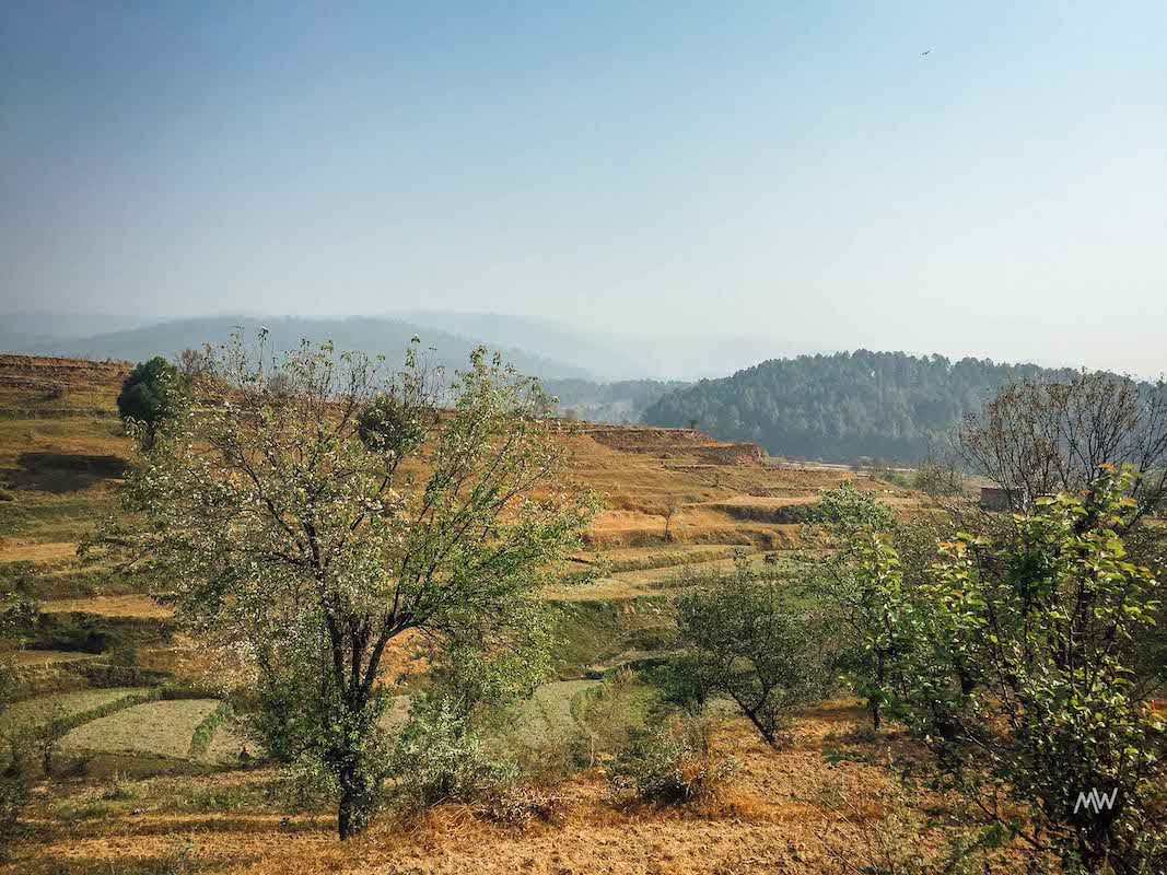 Terrace Farming Crops in a typical village of Uttarakhand