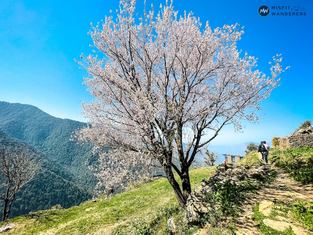 Beauty of Nag Tibba Trek