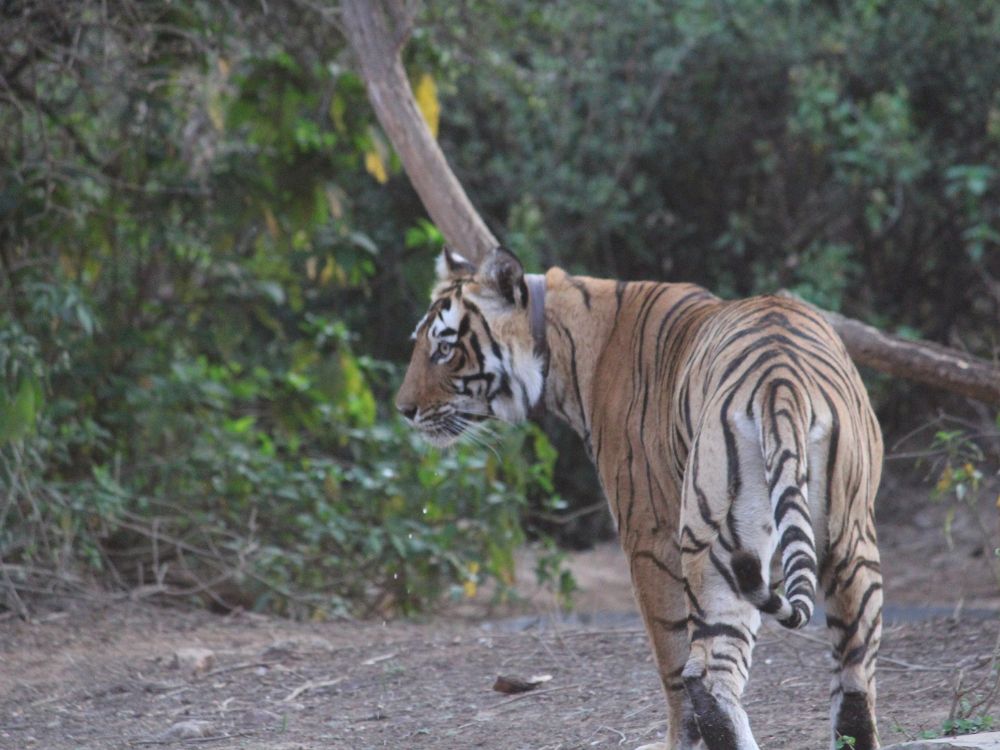 Sariska Tiger Reserve - Weekend Getaways From Delhi