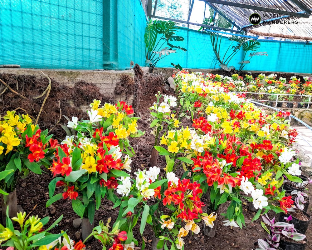 Flower Exhibition Center - Flowers - Best Places to Visit in Gangtok